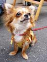 Chihuahuas sind mutig und gut drauf © flickr / tanakawho