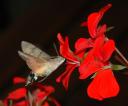 Kolibri © www.flickr.com